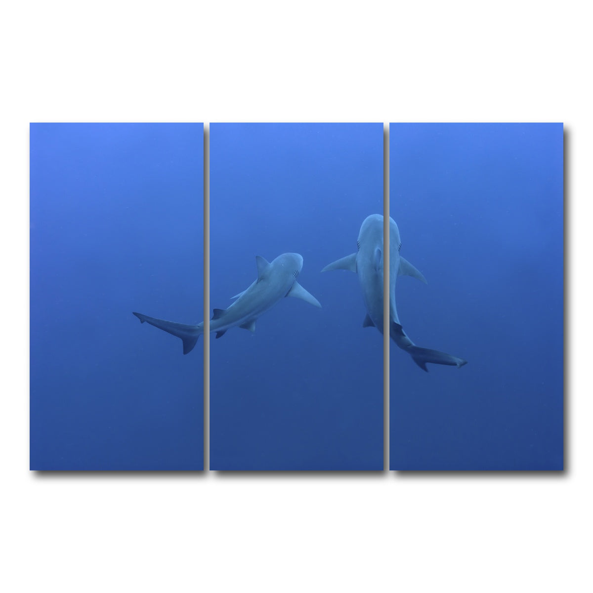 AUTO-MOCKUP WHITE | Shark mates | 3 Piece | Gallery Wrap Canvas | group=12x24