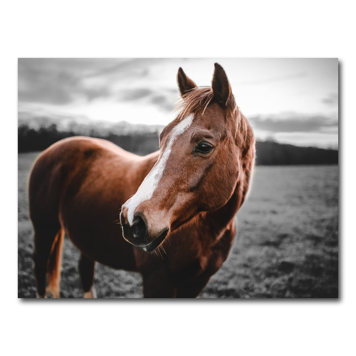 AUTO-MOCKUP WHITE | Shining Horse | 1 Piece | Gallery Wrap Canvas | group=4x3
