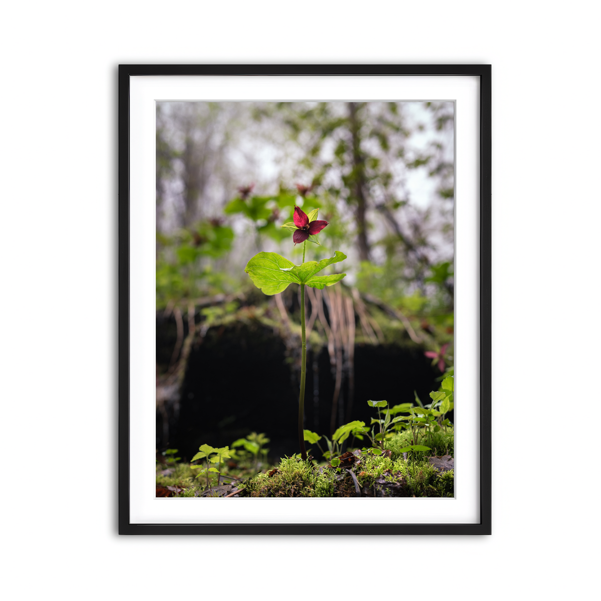 Framed Print 3x4 Black