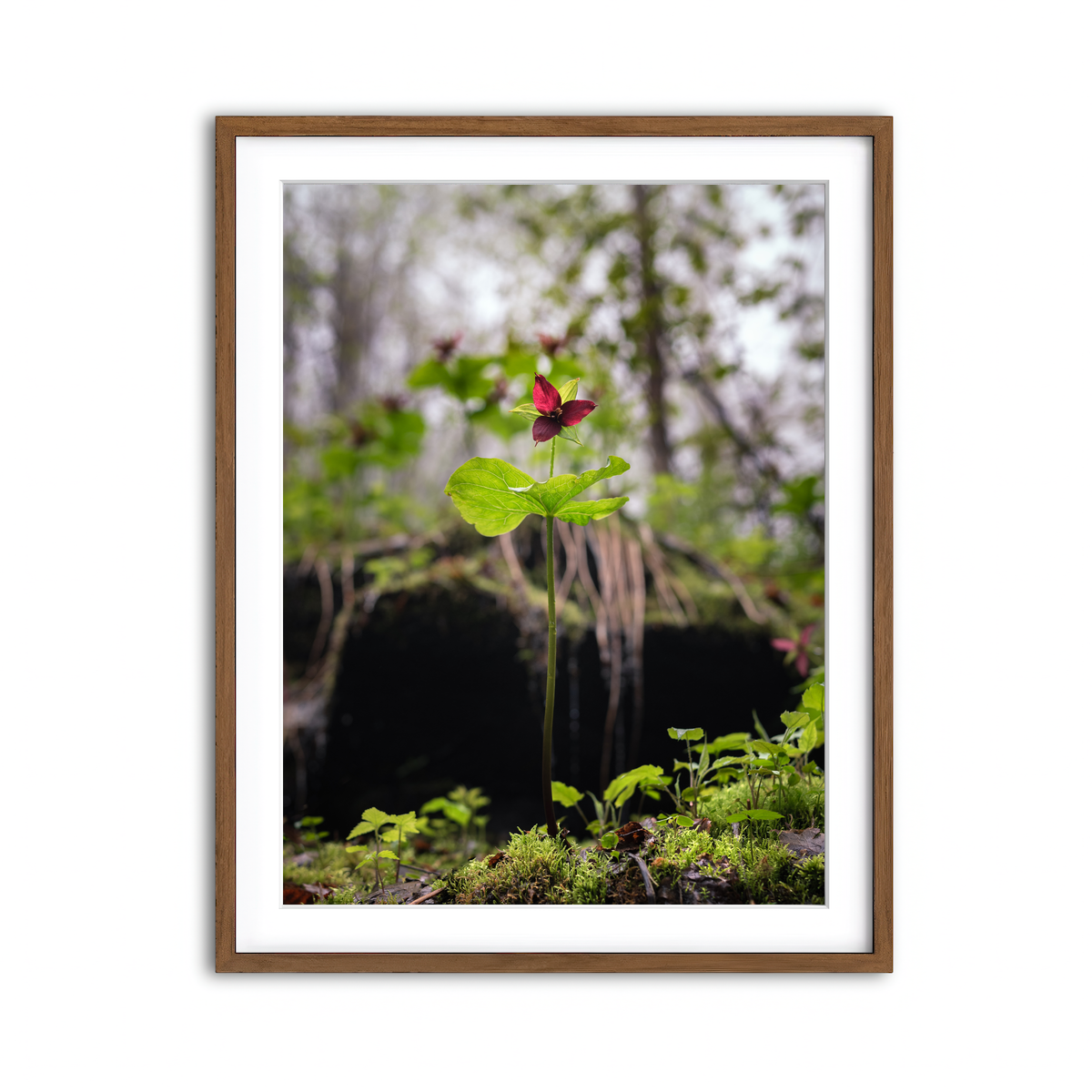 Framed Print 3x4 Walnut