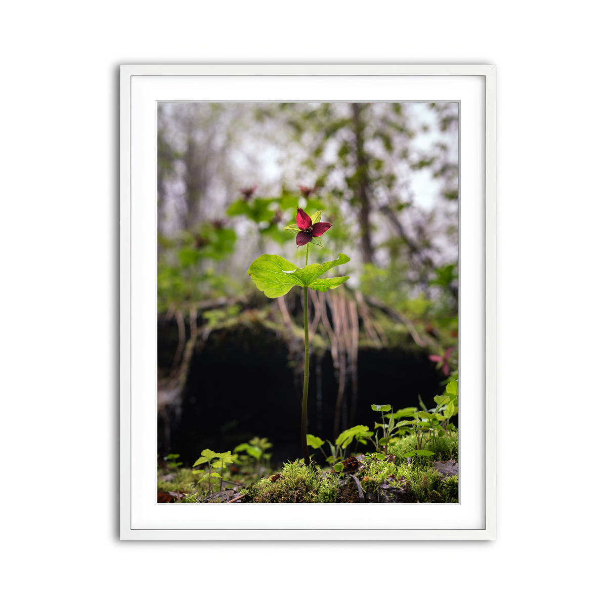 Framed Print 3x4 White