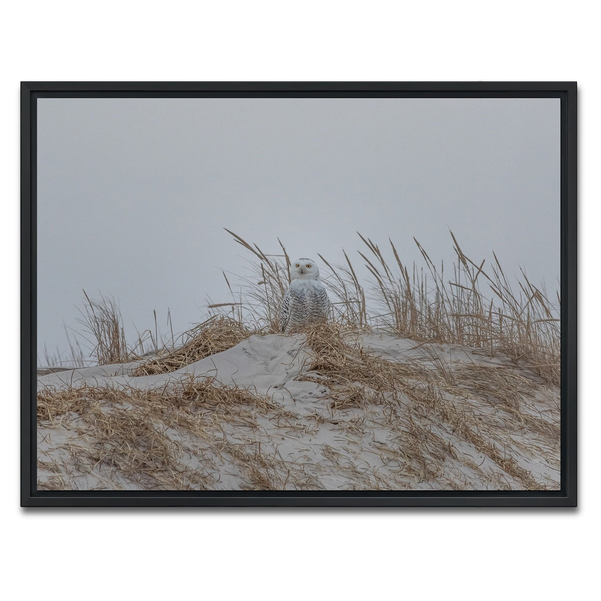 AUTO-MOCKUP WHITE | Snowy Owl | 1 Piece | Black Framed Canvas | group=4x3