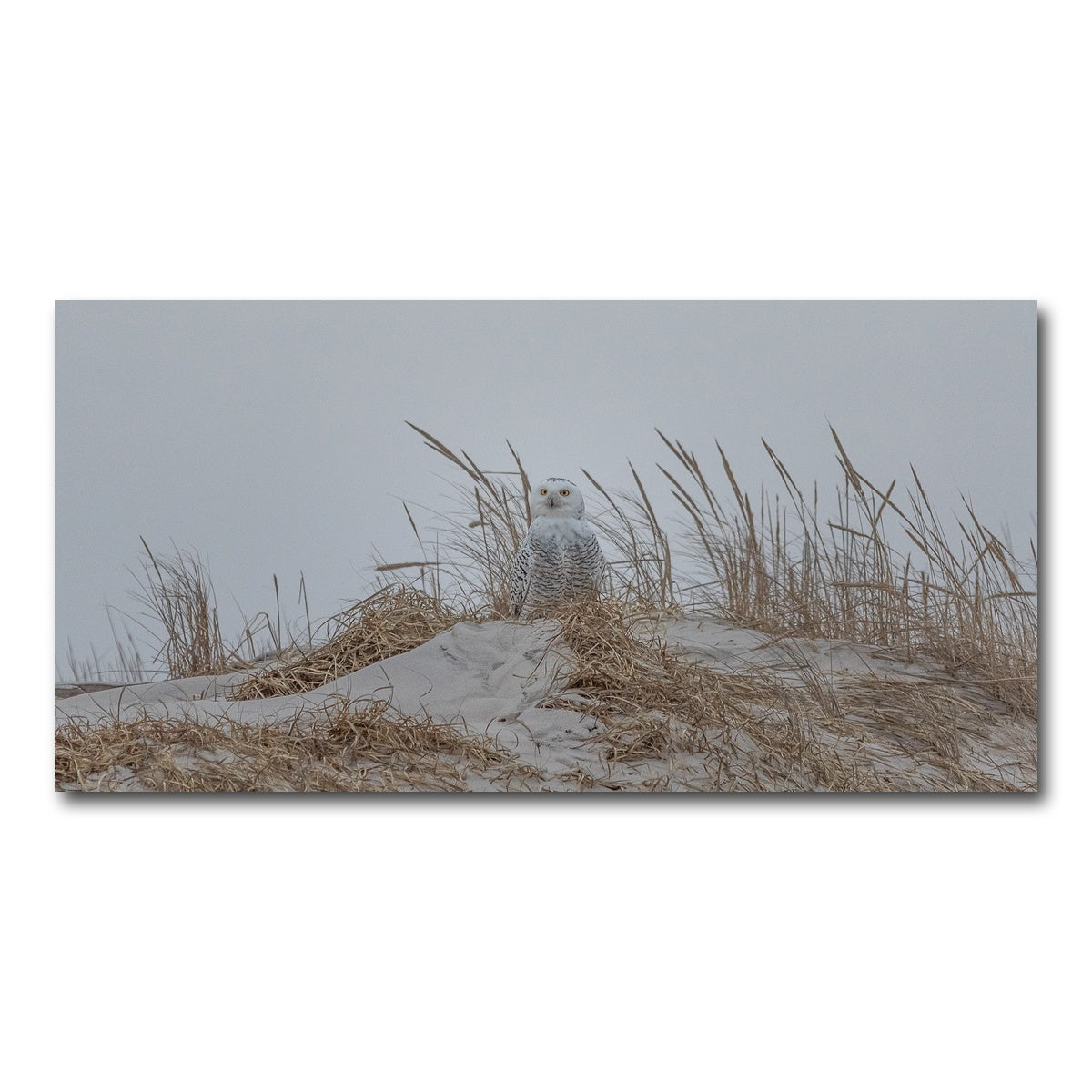 AUTO-MOCKUP WHITE | Snowy Owl | 1 Piece | Gallery Wrap Canvas | group=2x1