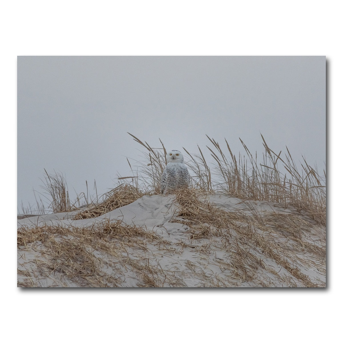 AUTO-MOCKUP WHITE | Snowy Owl | 1 Piece | Gallery Wrap Canvas | group=4x3
