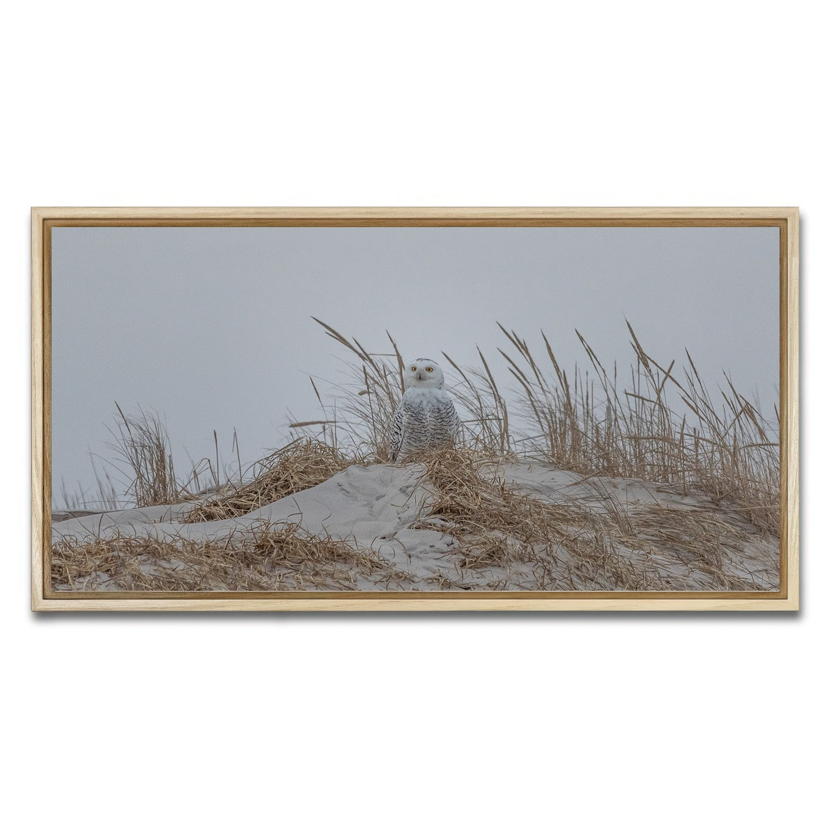 AUTO-MOCKUP WHITE | Snowy Owl | 1 Piece | Natural Framed Canvas | group=2x1