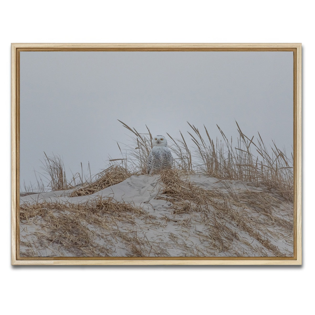 AUTO-MOCKUP WHITE | Snowy Owl | 1 Piece | Natural Framed Canvas | group=4x3