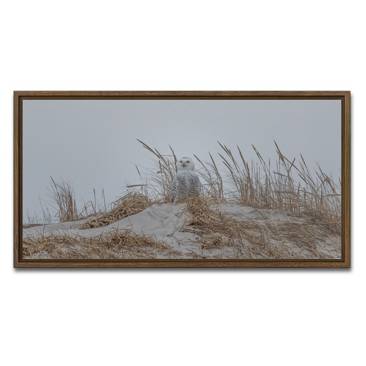 AUTO-MOCKUP WHITE | Snowy Owl | 1 Piece | Walnut Framed Canvas | group=2x1