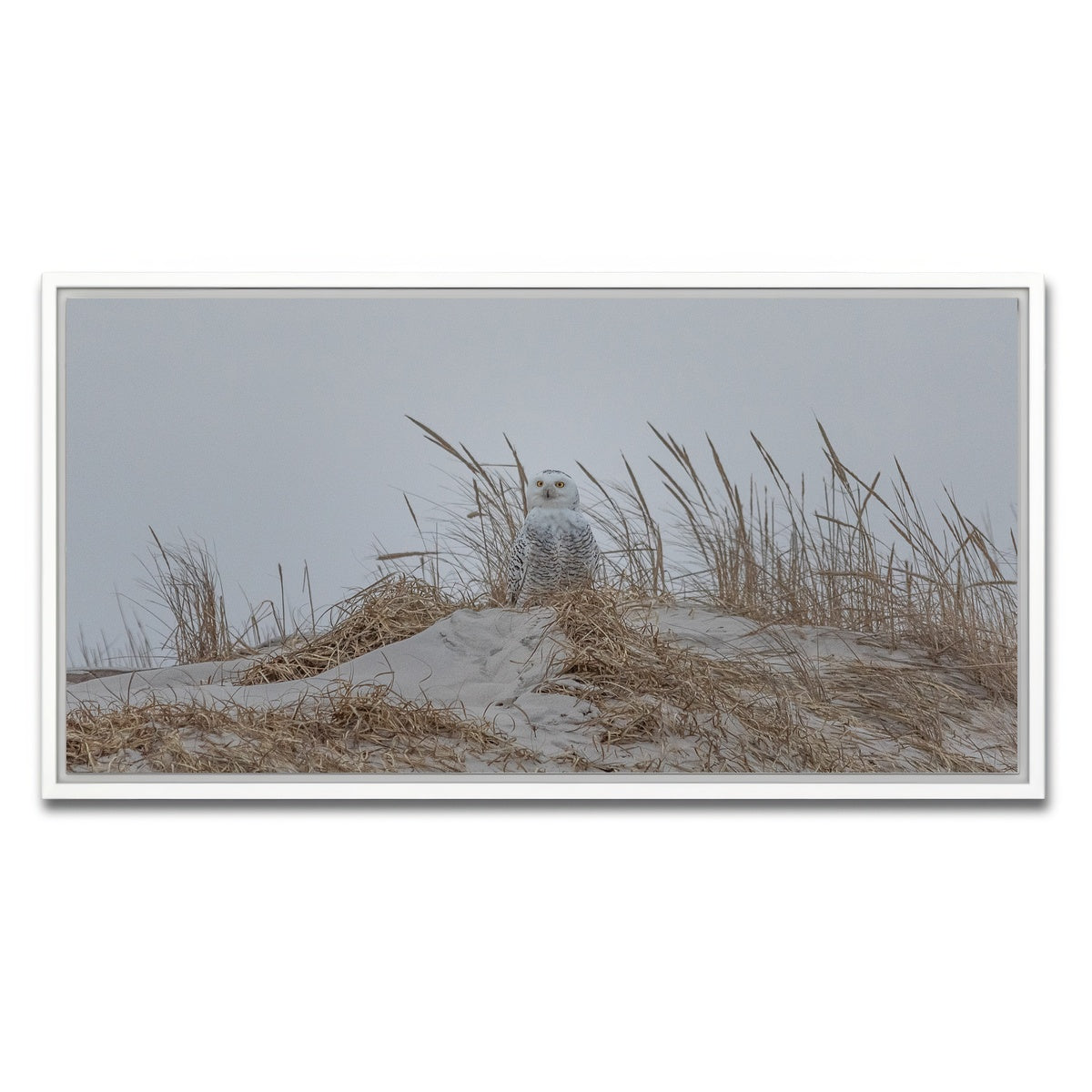 AUTO-MOCKUP WHITE | Snowy Owl | 1 Piece | White Framed Canvas | group=2x1