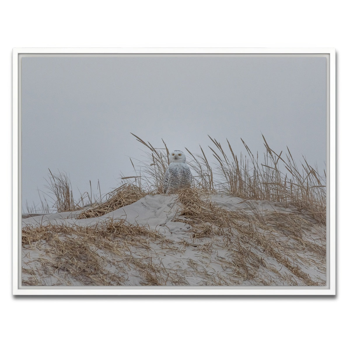 AUTO-MOCKUP WHITE | Snowy Owl | 1 Piece | White Framed Canvas | group=4x3