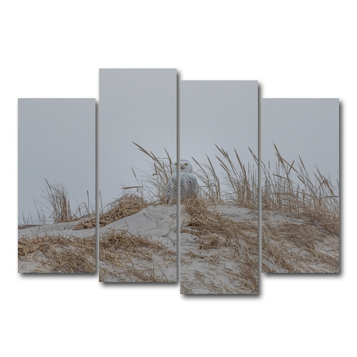 AUTO-MOCKUP WHITE | Snowy Owl | 4 Piece | Gallery Wrap Canvas | group=4_normal