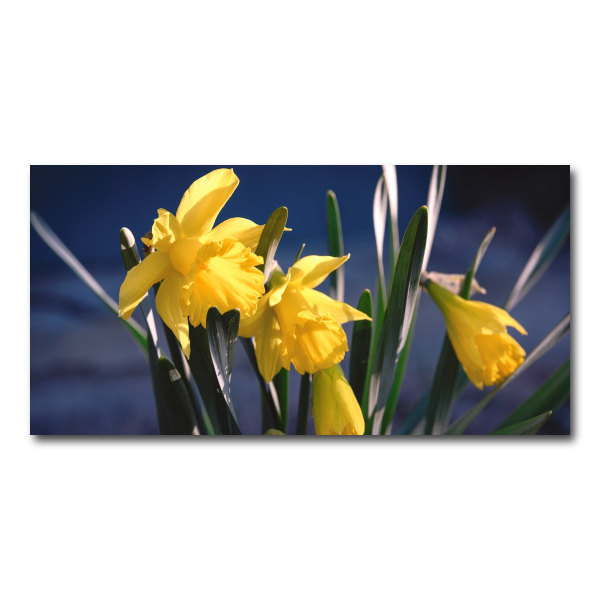 AUTO-MOCKUP WHITE | Spring Bloom | 1 Piece | Gallery Wrap Canvas | group=2x1