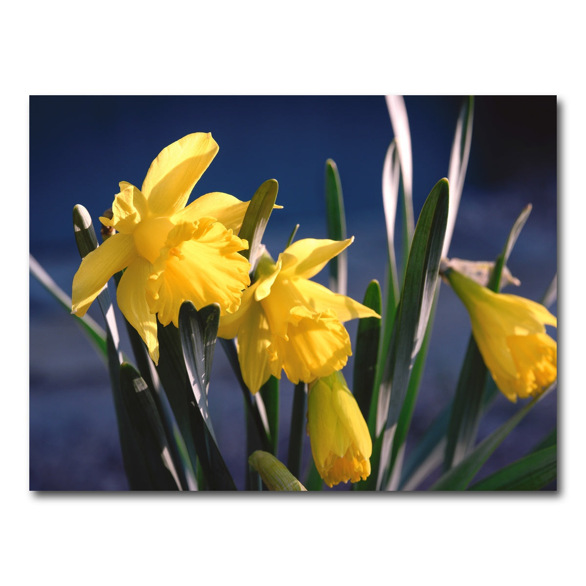 AUTO-MOCKUP WHITE | Spring Bloom | 1 Piece | Gallery Wrap Canvas | group=4x3