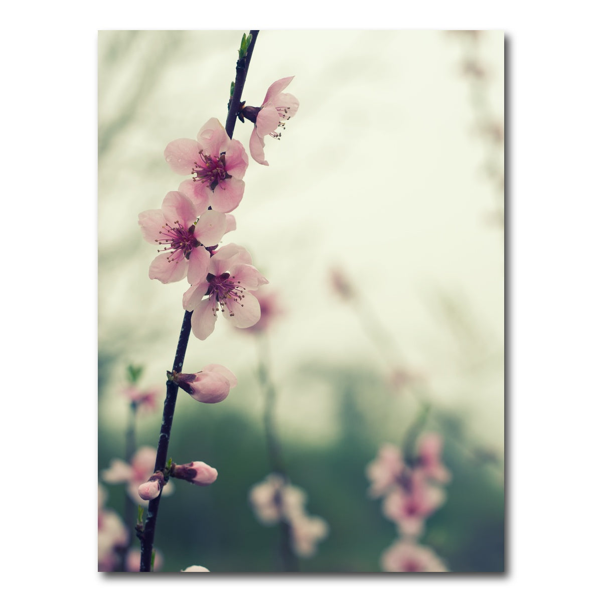 AUTO-MOCKUP WHITE | Spring blossom | 1 Piece | Gallery Wrap Canvas | group=3x4
