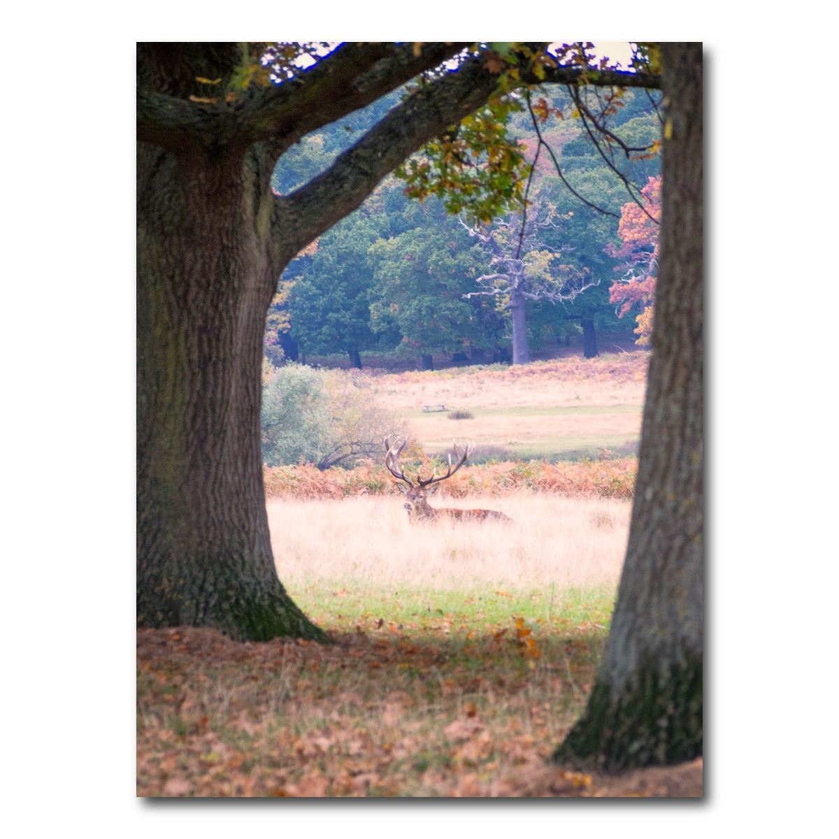 AUTO-MOCKUP WHITE | Stag in Richmond Park | 1 Piece | Gallery Wrap Canvas | group=3x4