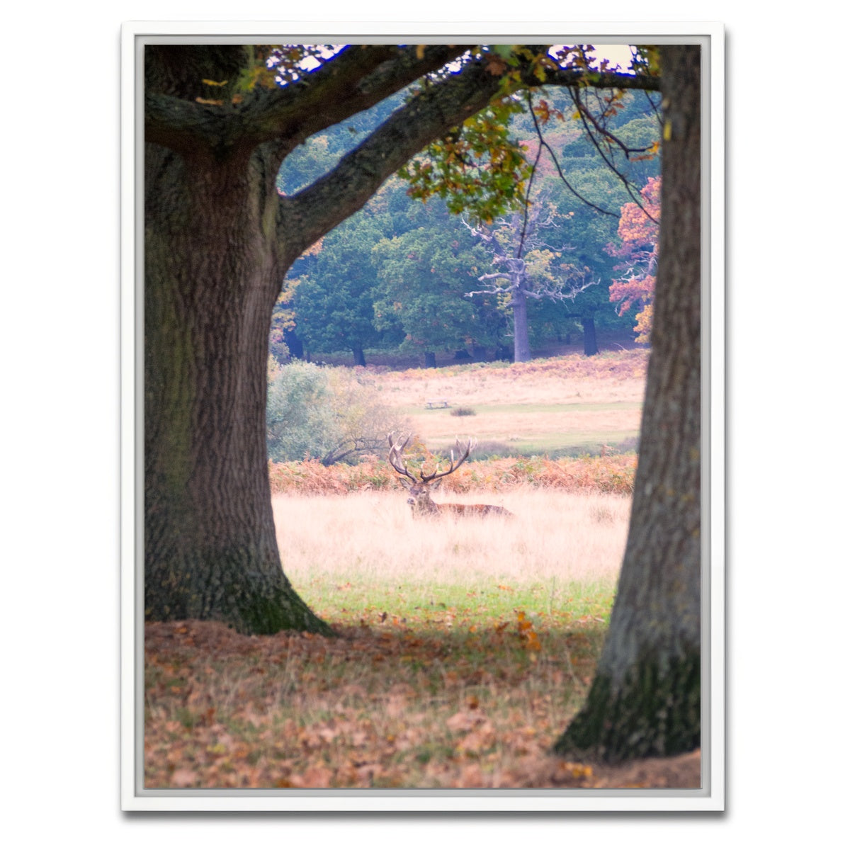 AUTO-MOCKUP WHITE | Stag in Richmond Park | 1 Piece | White Framed Canvas | group=3x4