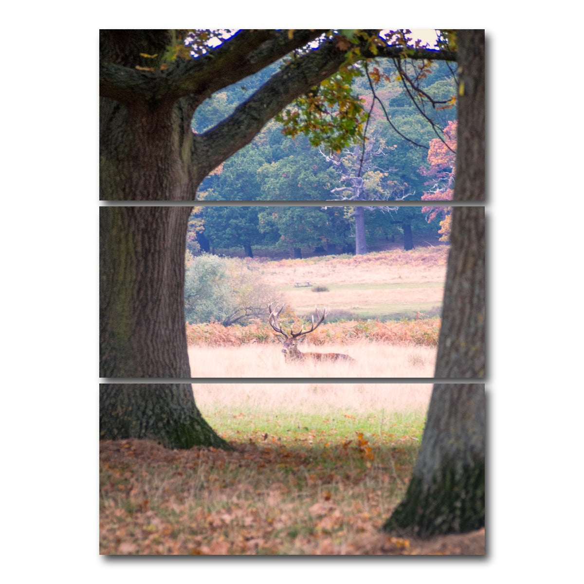AUTO-MOCKUP WHITE | Stag in Richmond Park | 3 Piece | Gallery Wrap Canvas | group=8x18_stacked