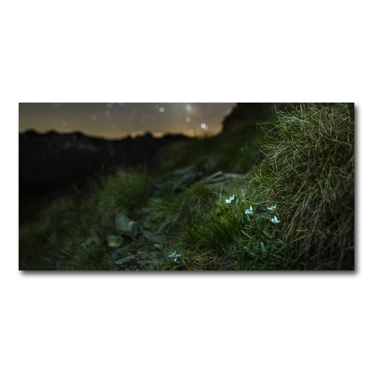 AUTO-MOCKUP WHITE | Star Studded Edelweiss | 1 Piece | Gallery Wrap Canvas | group=2x1