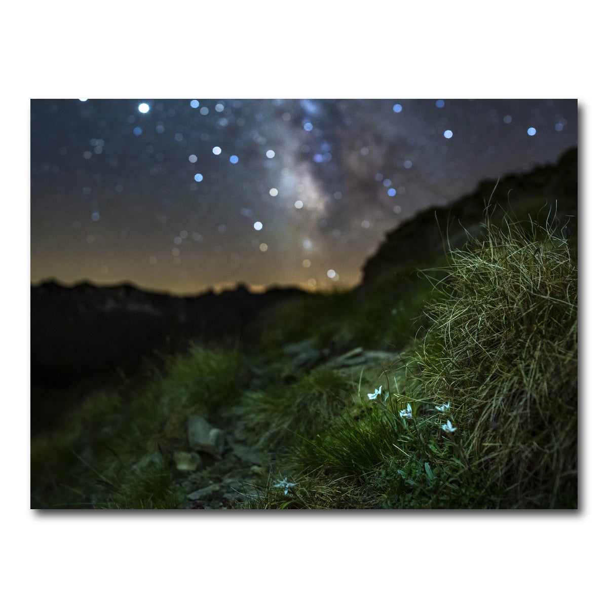 AUTO-MOCKUP WHITE | Star Studded Edelweiss | 1 Piece | Gallery Wrap Canvas | group=4x3