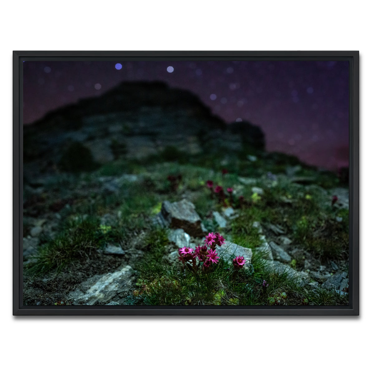 AUTO-MOCKUP WHITE | Star Studded Joubarbe | 1 Piece | Black Framed Canvas | group=4x3