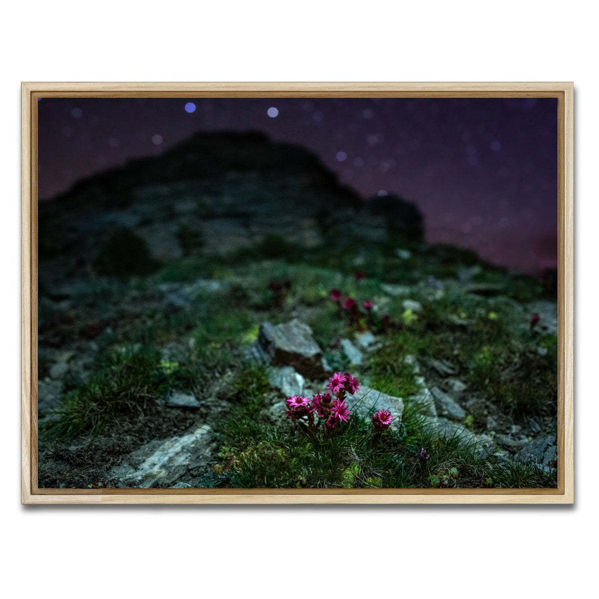 AUTO-MOCKUP WHITE | Star Studded Joubarbe | 1 Piece | Natural Framed Canvas | group=4x3