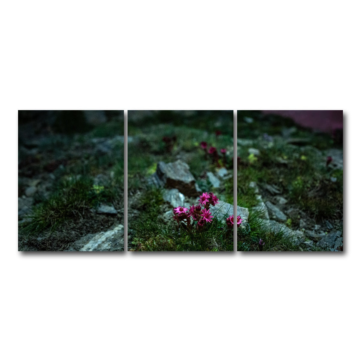 AUTO-MOCKUP WHITE | Star Studded Joubarbe | 3 Piece | Gallery Wrap Canvas | group=18x24