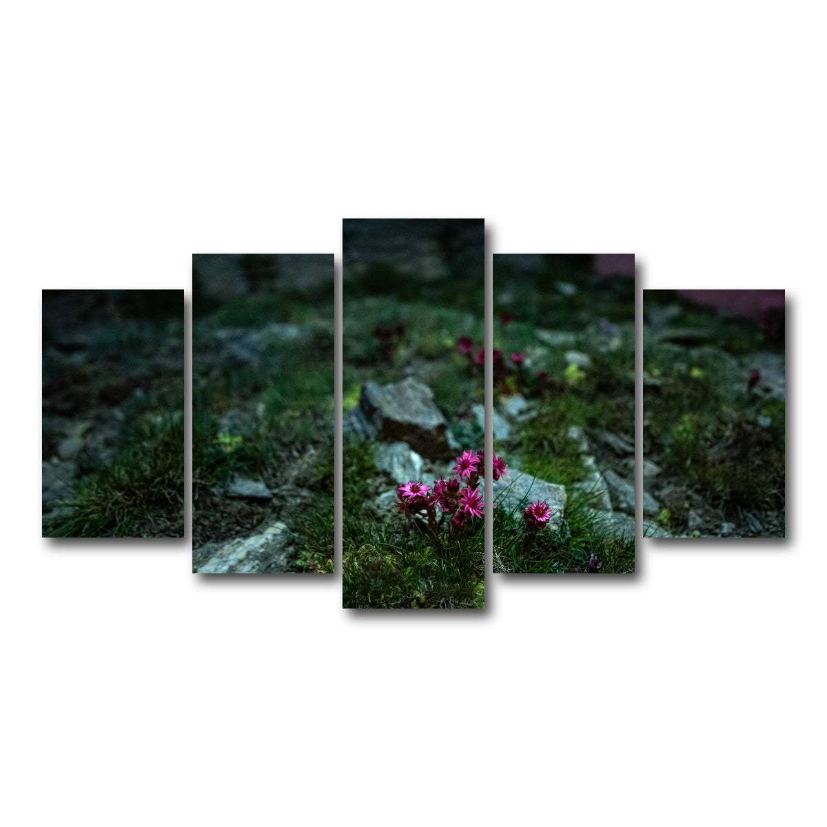 AUTO-MOCKUP WHITE | Star Studded Joubarbe | 5 Piece | Gallery Wrap Canvas | group=5_normal