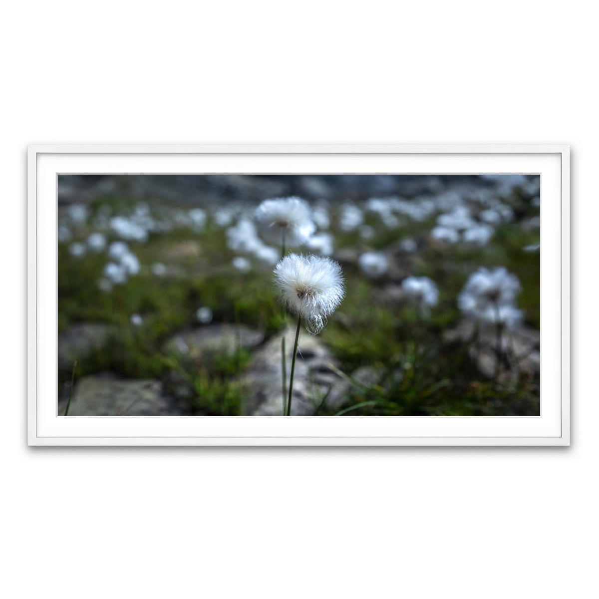 Framed Print 2x1 White
