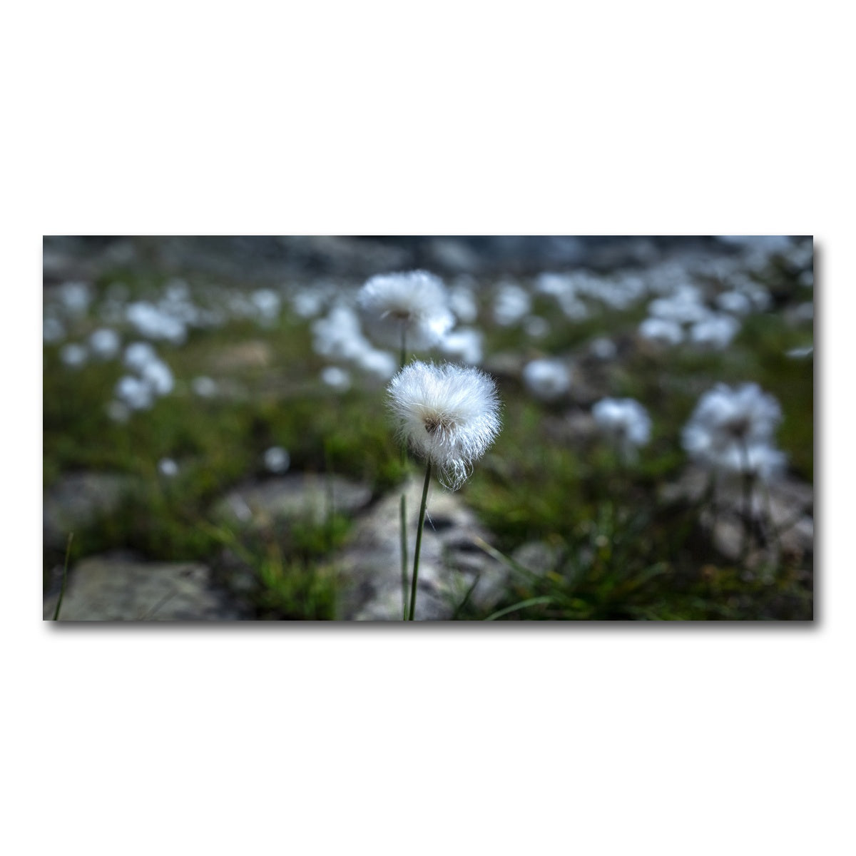 AUTO-MOCKUP WHITE | Star Studded Linaigrette | 1 Piece | Gallery Wrap Canvas | group=2x1