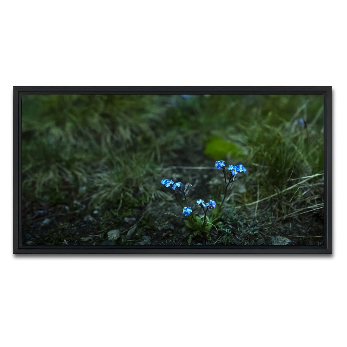 AUTO-MOCKUP WHITE | Star Studded Myosotis | 1 Piece | Black Framed Canvas | group=2x1