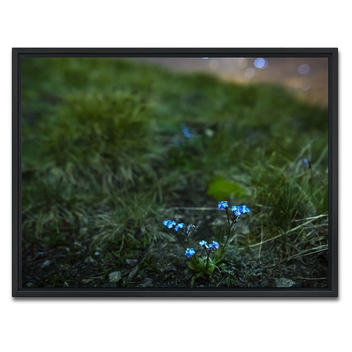AUTO-MOCKUP WHITE | Star Studded Myosotis | 1 Piece | Black Framed Canvas | group=4x3