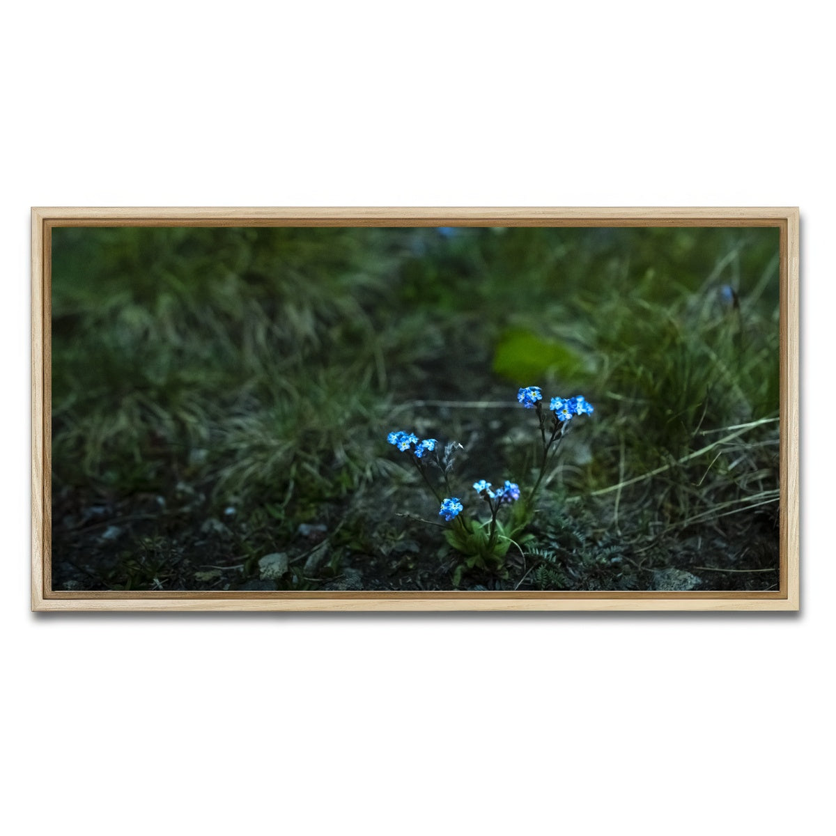 AUTO-MOCKUP WHITE | Star Studded Myosotis | 1 Piece | Natural Framed Canvas | group=2x1