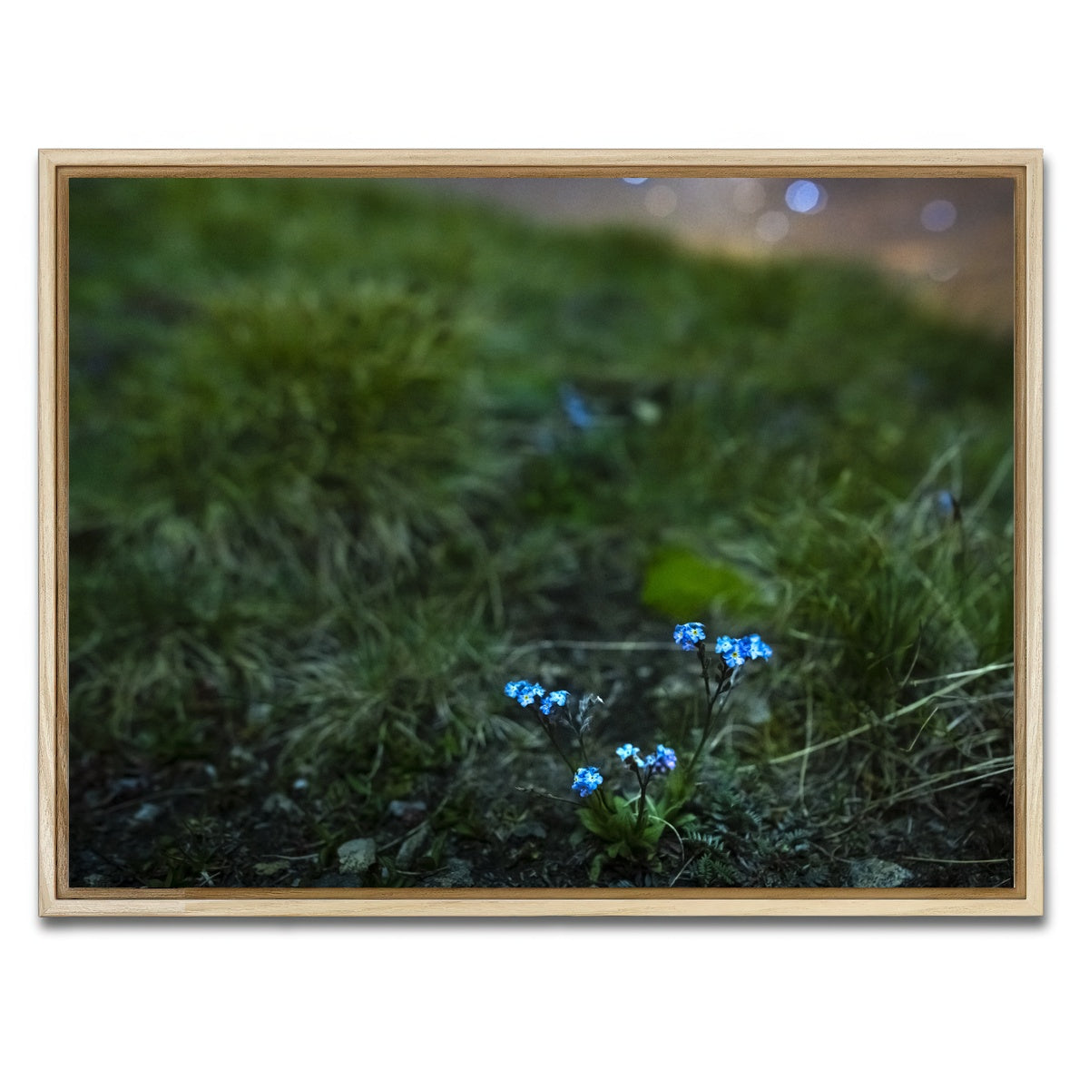 AUTO-MOCKUP WHITE | Star Studded Myosotis | 1 Piece | Natural Framed Canvas | group=4x3