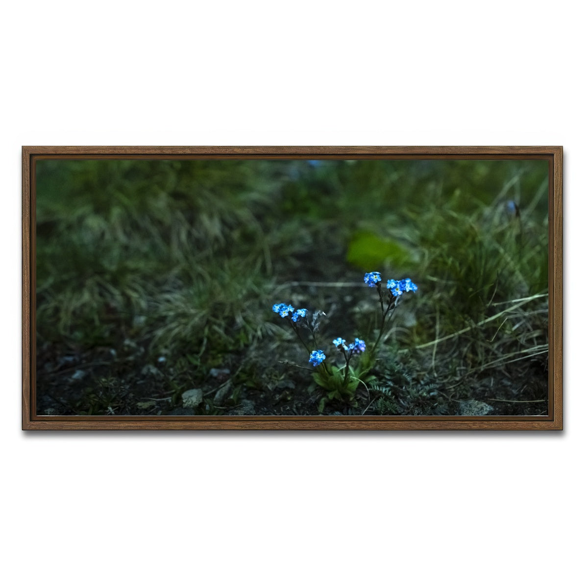 AUTO-MOCKUP WHITE | Star Studded Myosotis | 1 Piece | Walnut Framed Canvas | group=2x1