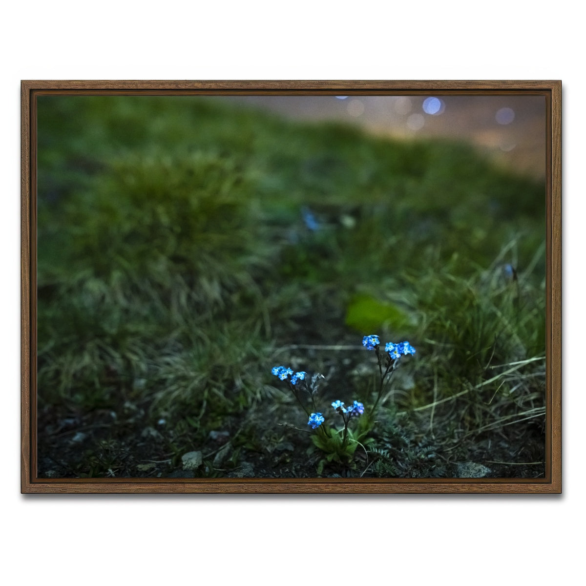 AUTO-MOCKUP WHITE | Star Studded Myosotis | 1 Piece | Walnut Framed Canvas | group=4x3