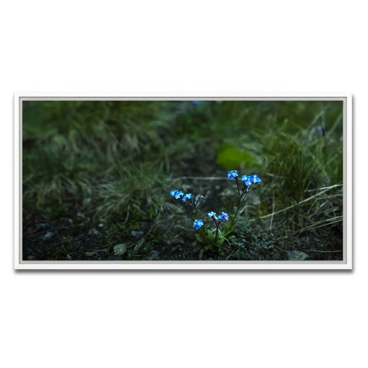 AUTO-MOCKUP WHITE | Star Studded Myosotis | 1 Piece | White Framed Canvas | group=2x1