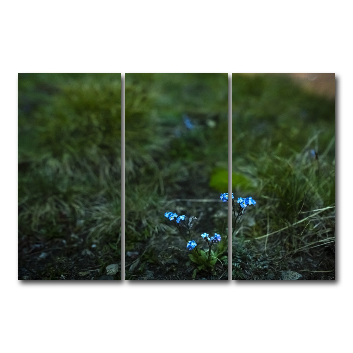 AUTO-MOCKUP WHITE | Star Studded Myosotis | 3 Piece | Gallery Wrap Canvas | group=12x24
