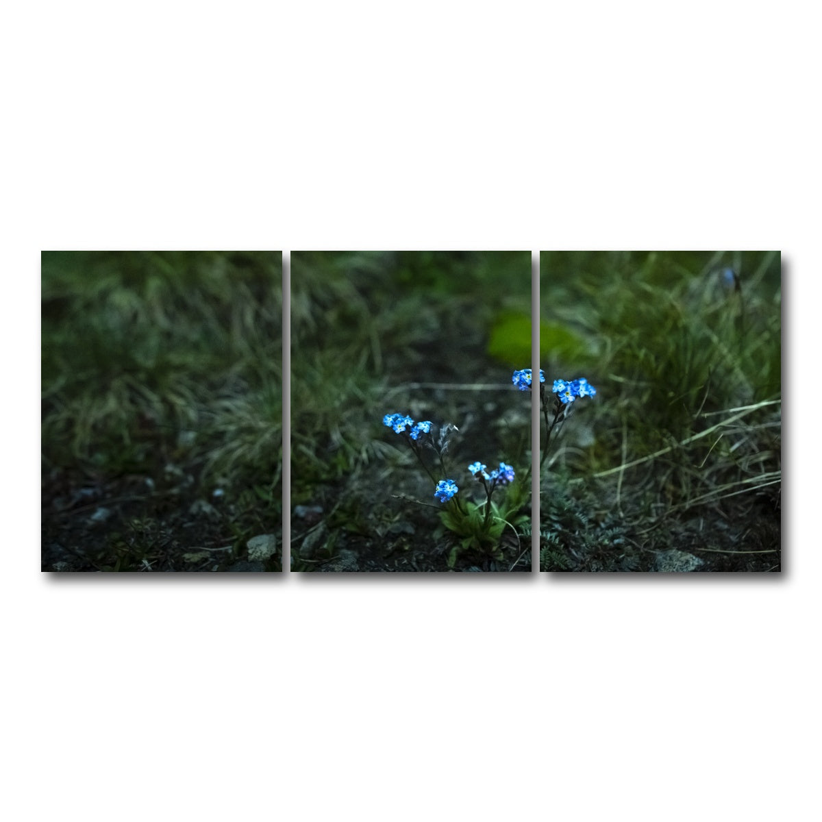 AUTO-MOCKUP WHITE | Star Studded Myosotis | 3 Piece | Gallery Wrap Canvas | group=18x24