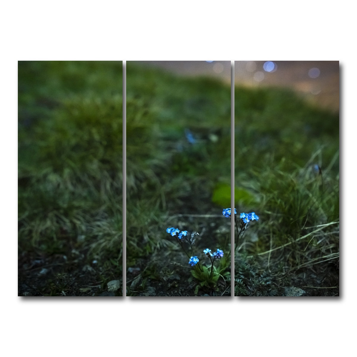 AUTO-MOCKUP WHITE | Star Studded Myosotis | 3 Piece | Gallery Wrap Canvas | group=8x18