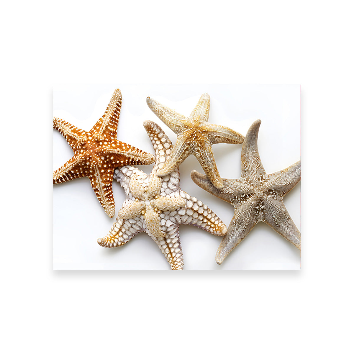 Starfishes Wall Art