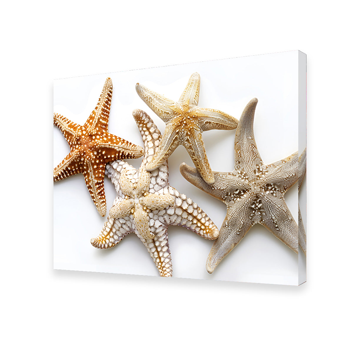 Starfishes Wall Art