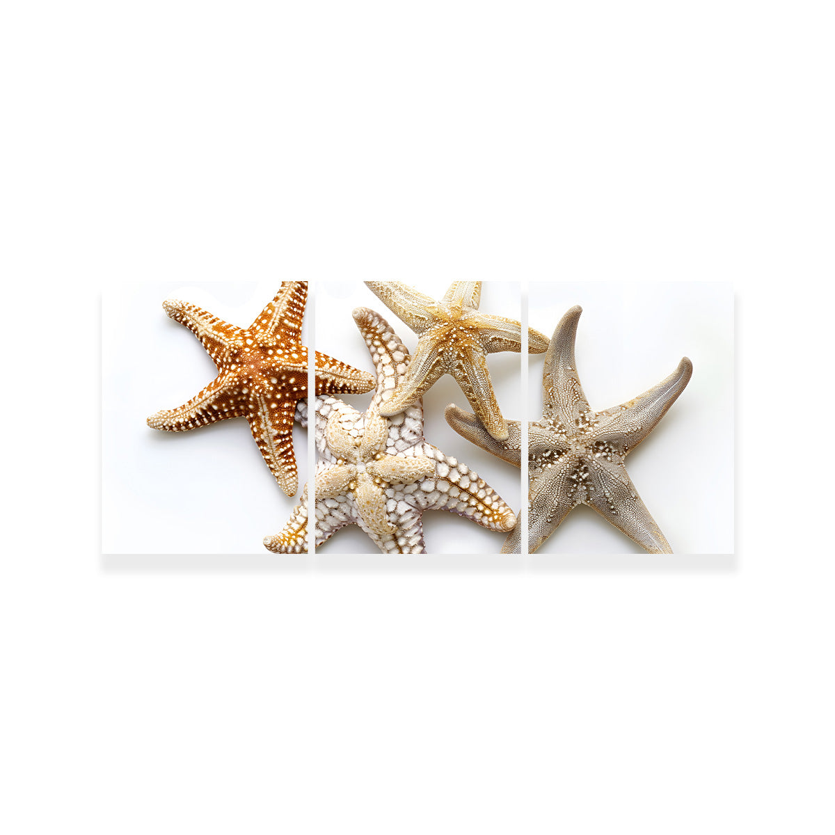Starfishes Wall Art