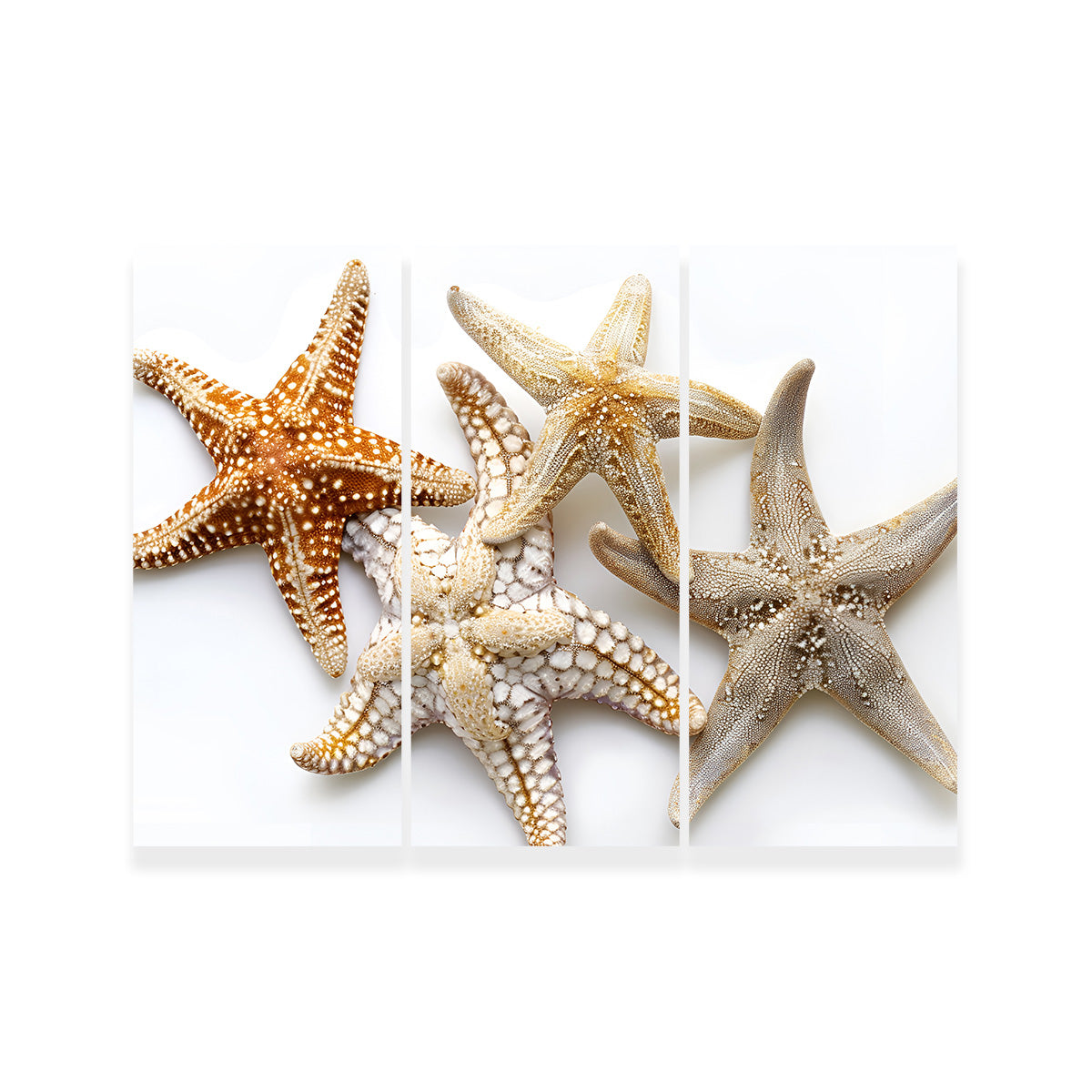 Starfishes Wall Art
