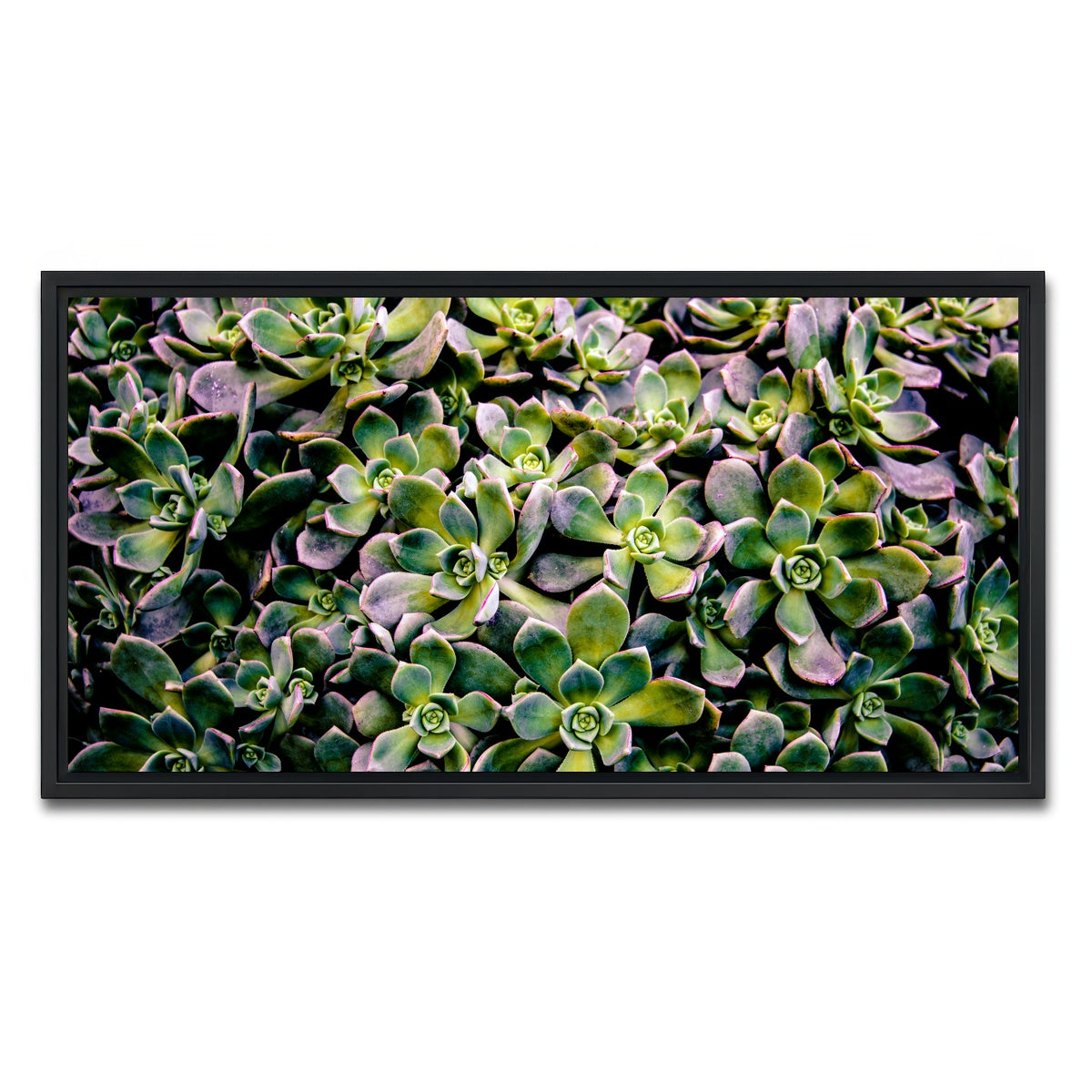 AUTO-MOCKUP WHITE | Succulents | 1 Piece | Black Framed Canvas | group=2x1