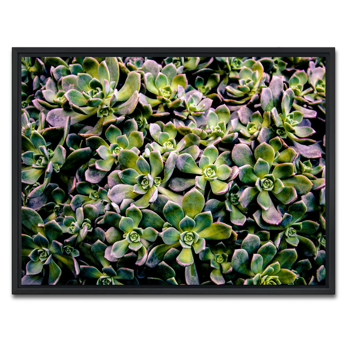 AUTO-MOCKUP WHITE | Succulents | 1 Piece | Black Framed Canvas | group=4x3