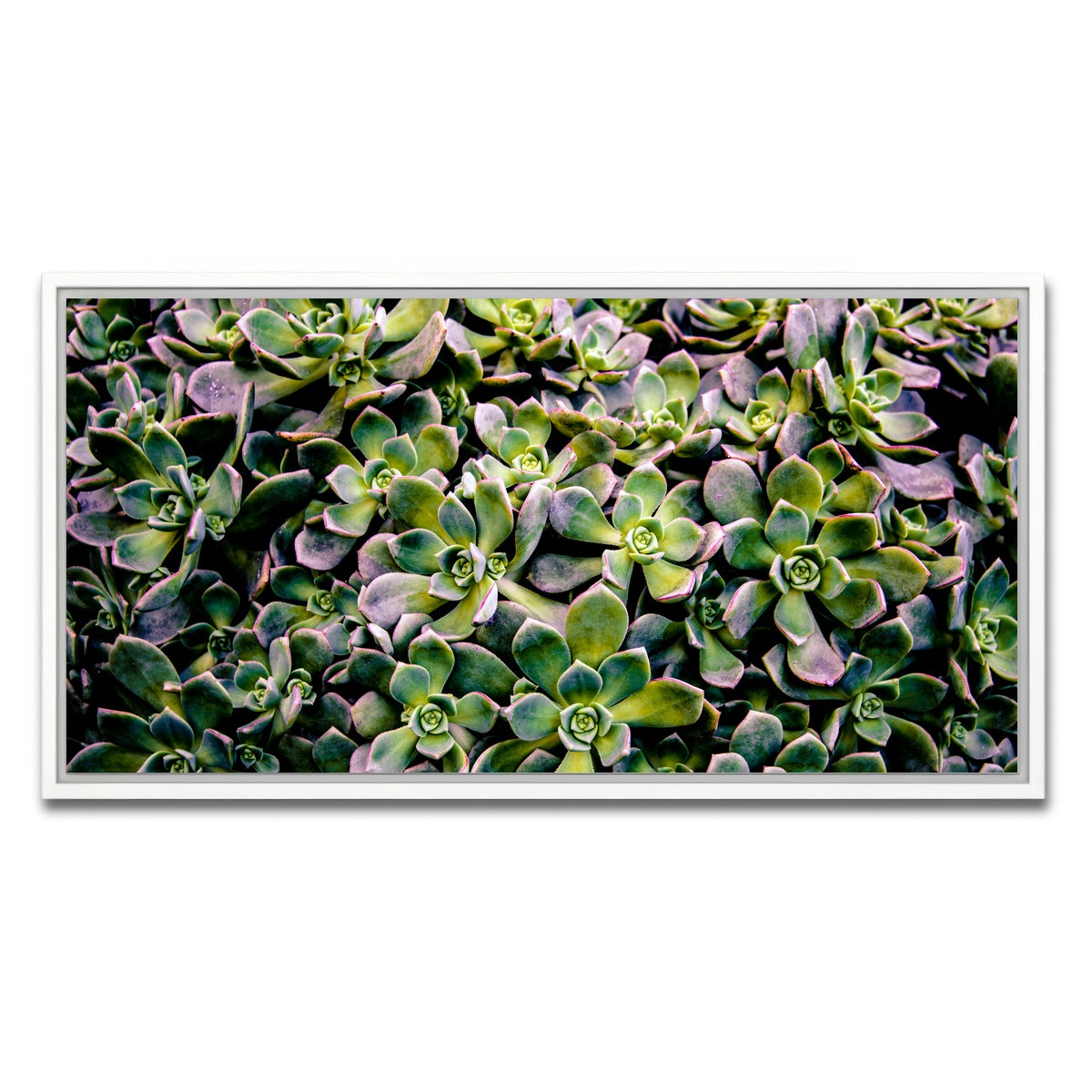 AUTO-MOCKUP WHITE | Succulents | 1 Piece | White Framed Canvas | group=2x1