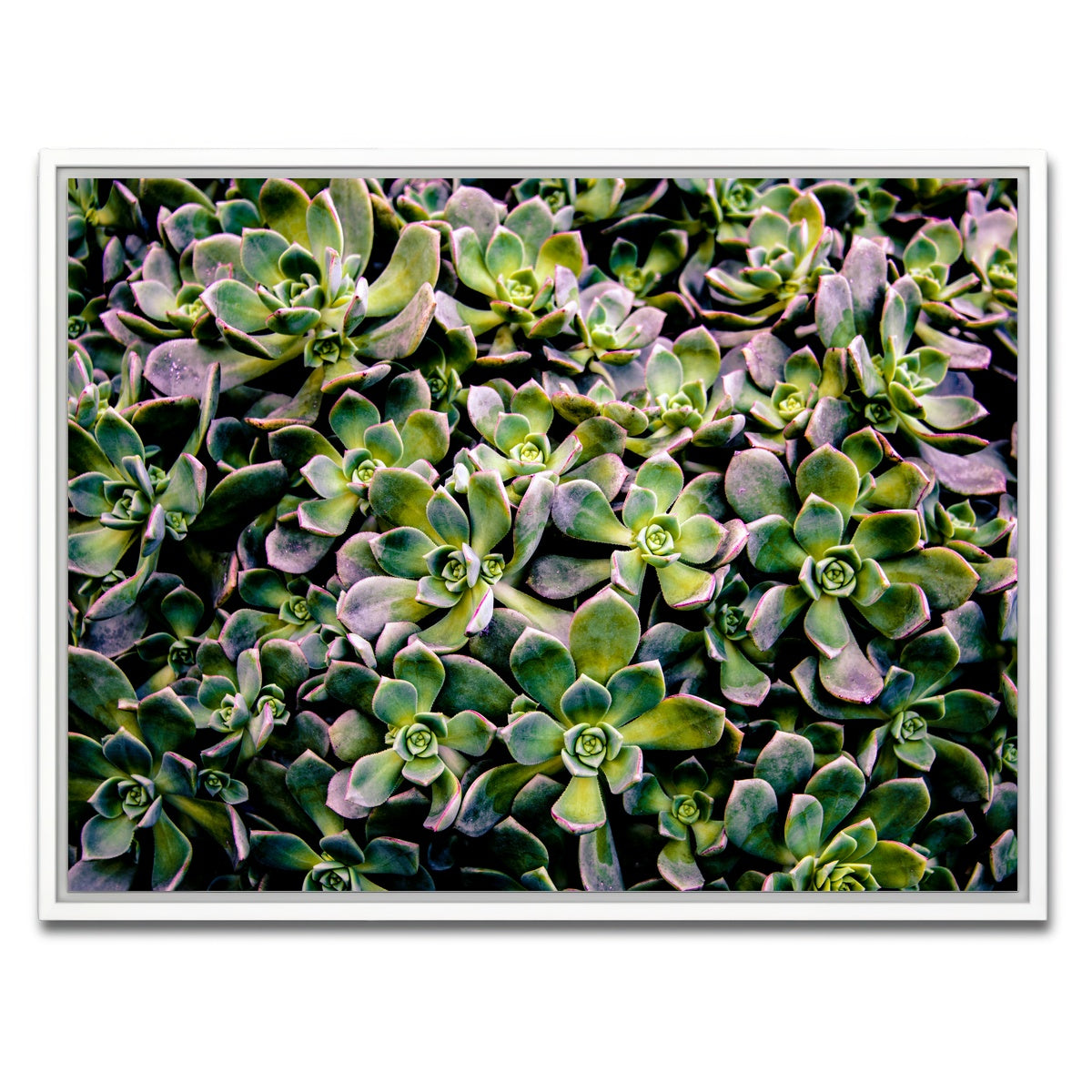 AUTO-MOCKUP WHITE | Succulents | 1 Piece | White Framed Canvas | group=4x3