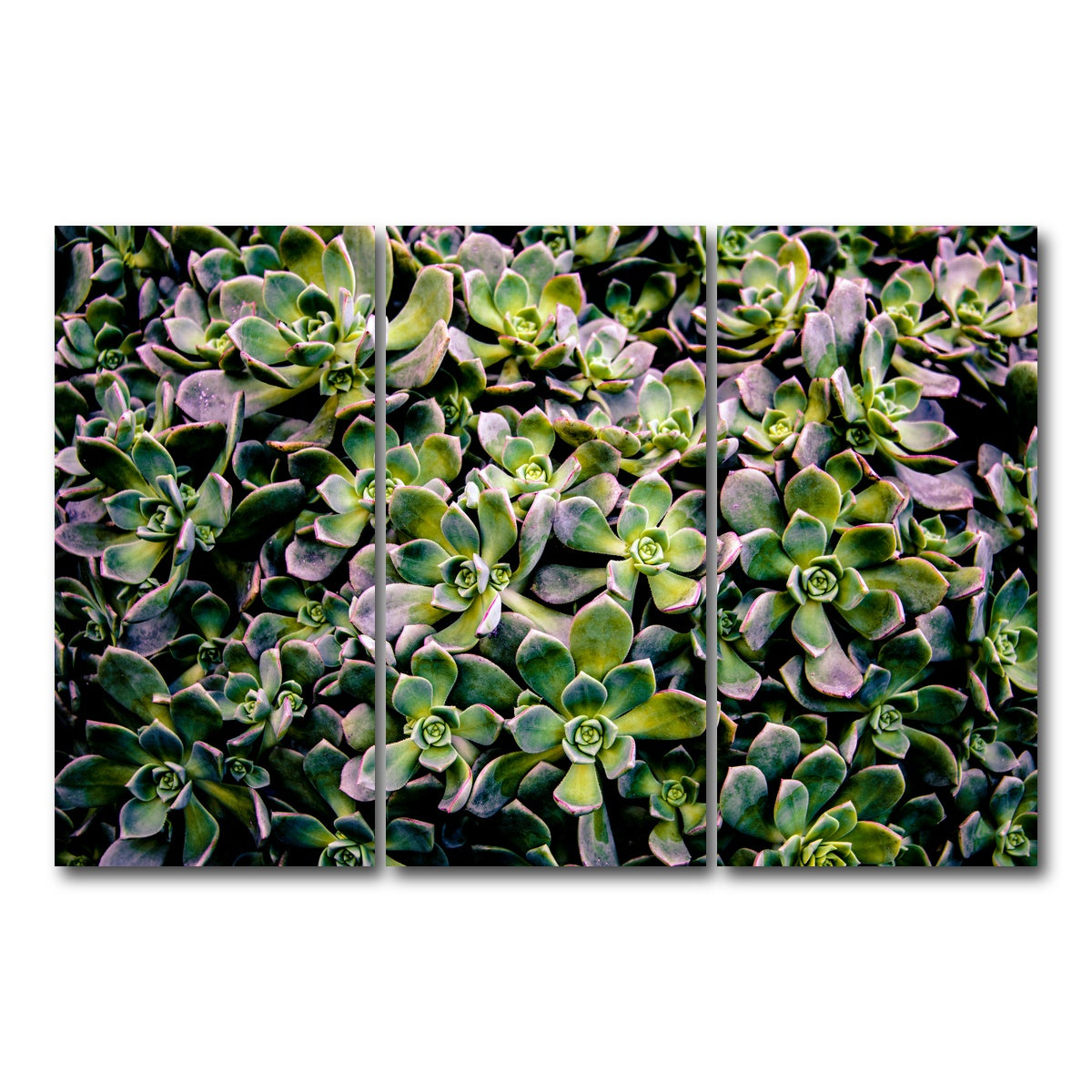 AUTO-MOCKUP WHITE | Succulents | 3 Piece | Gallery Wrap Canvas | group=12x24