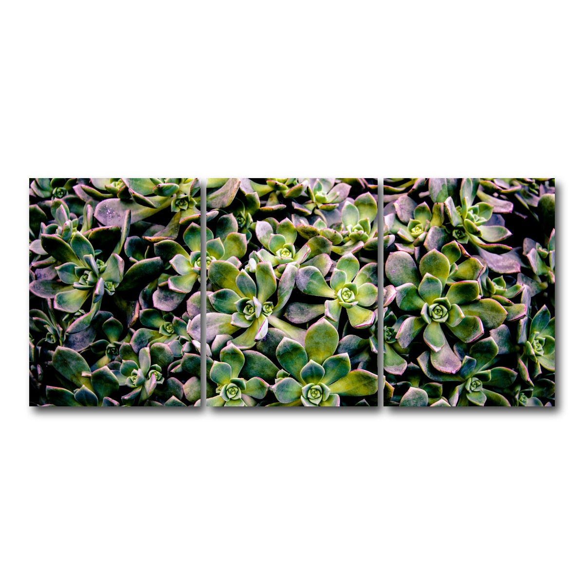 AUTO-MOCKUP WHITE | Succulents | 3 Piece | Gallery Wrap Canvas | group=18x24
