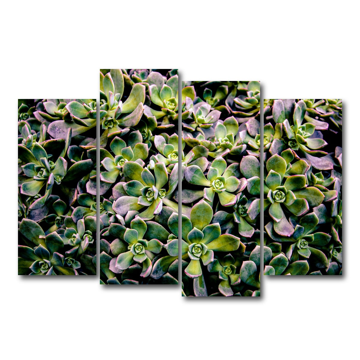 AUTO-MOCKUP WHITE | Succulents | 4 Piece | Gallery Wrap Canvas | group=4_normal