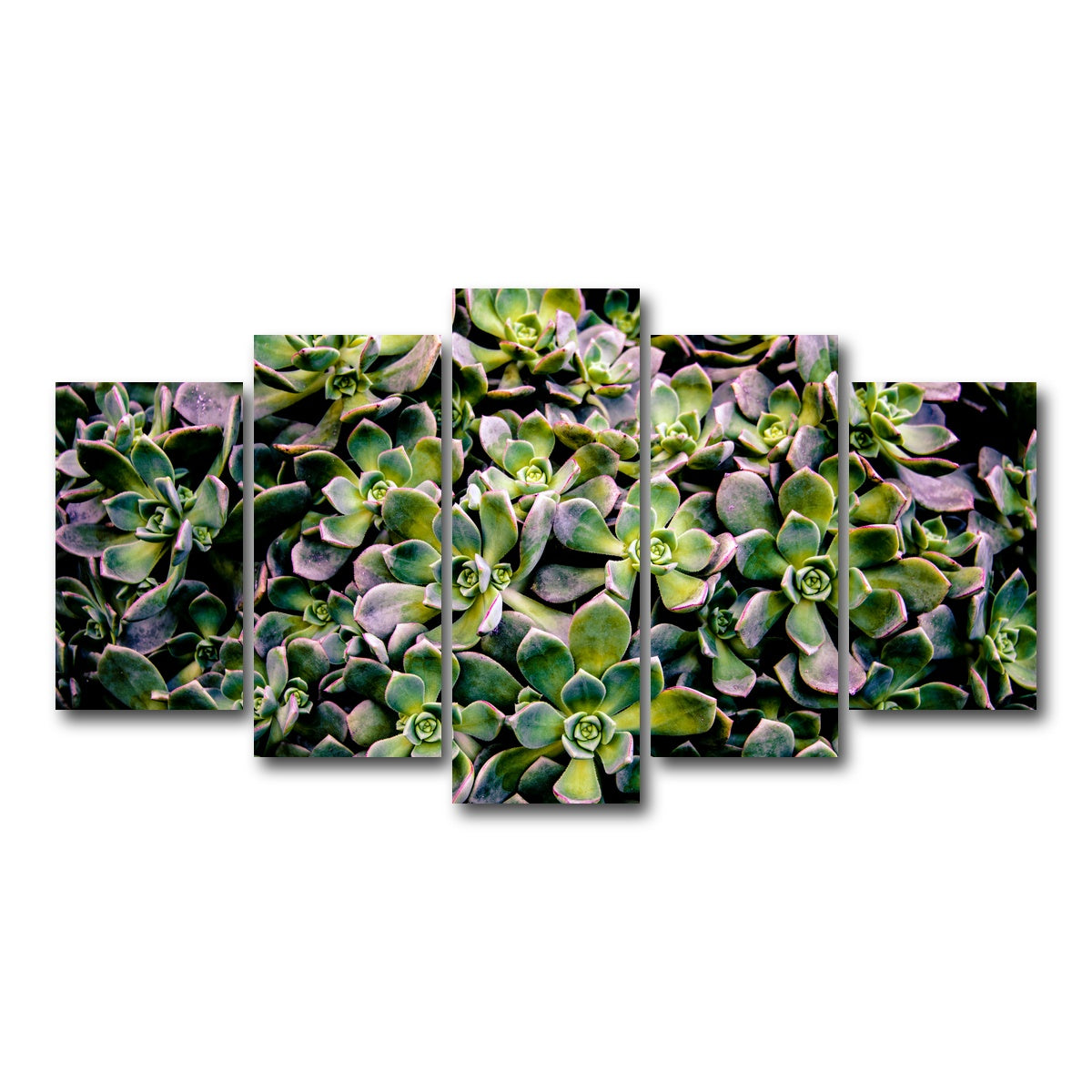 AUTO-MOCKUP WHITE | Succulents | 5 Piece | Gallery Wrap Canvas | group=5_normal